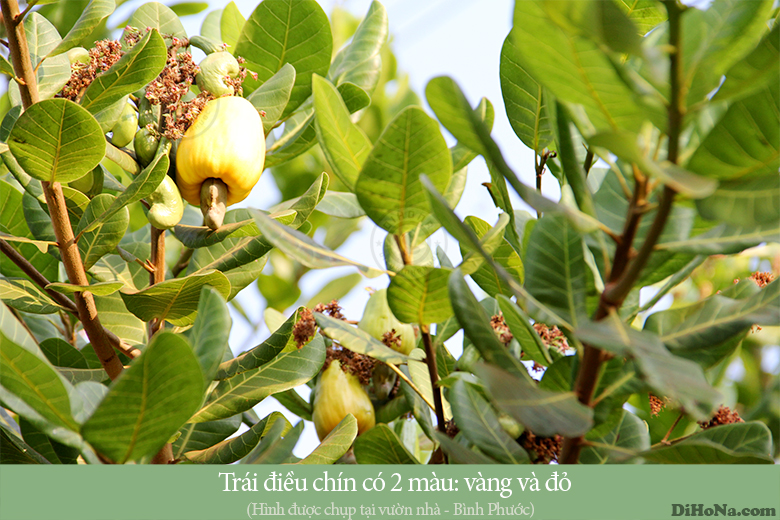 dihona dihona