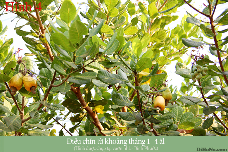 dihona dihona